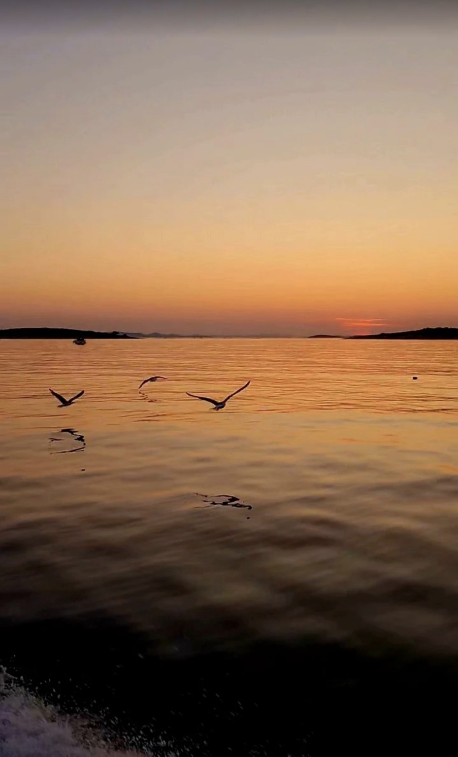 Seabirds flying above the sea at sunset in Croatia